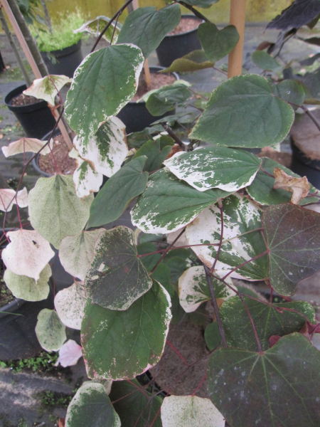 Judasbaum Carolina Sweetheart 3